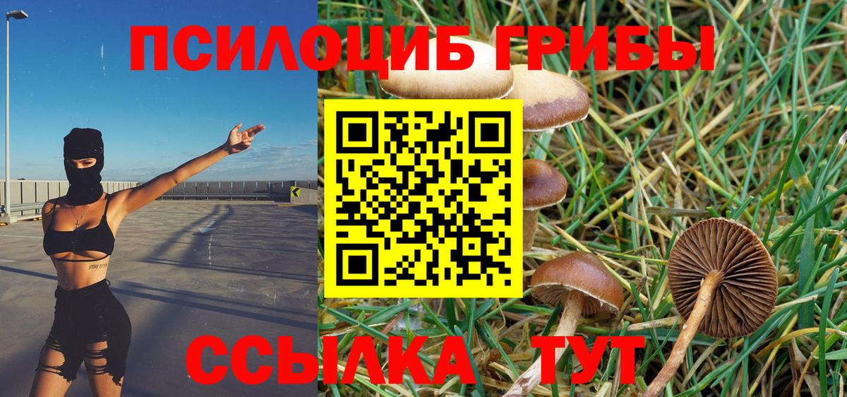 сколько стоит  Вход с VPN  Тверь  Галлюциногенные грибы Psilocybe 